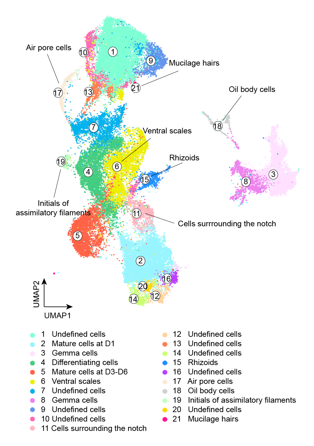 UMAP cluster annotation