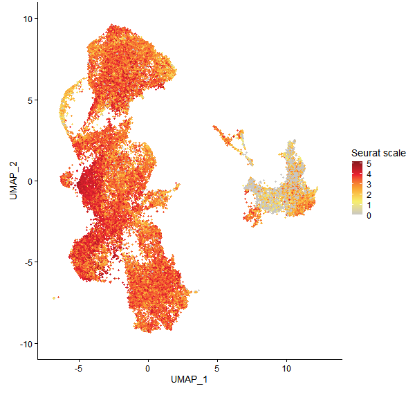 Feature plot of Mp5g04200 on UMAP