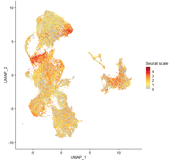 Feature plot of Mp8g10560 on UMAP