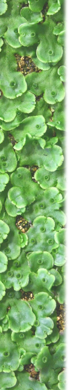 marchantia